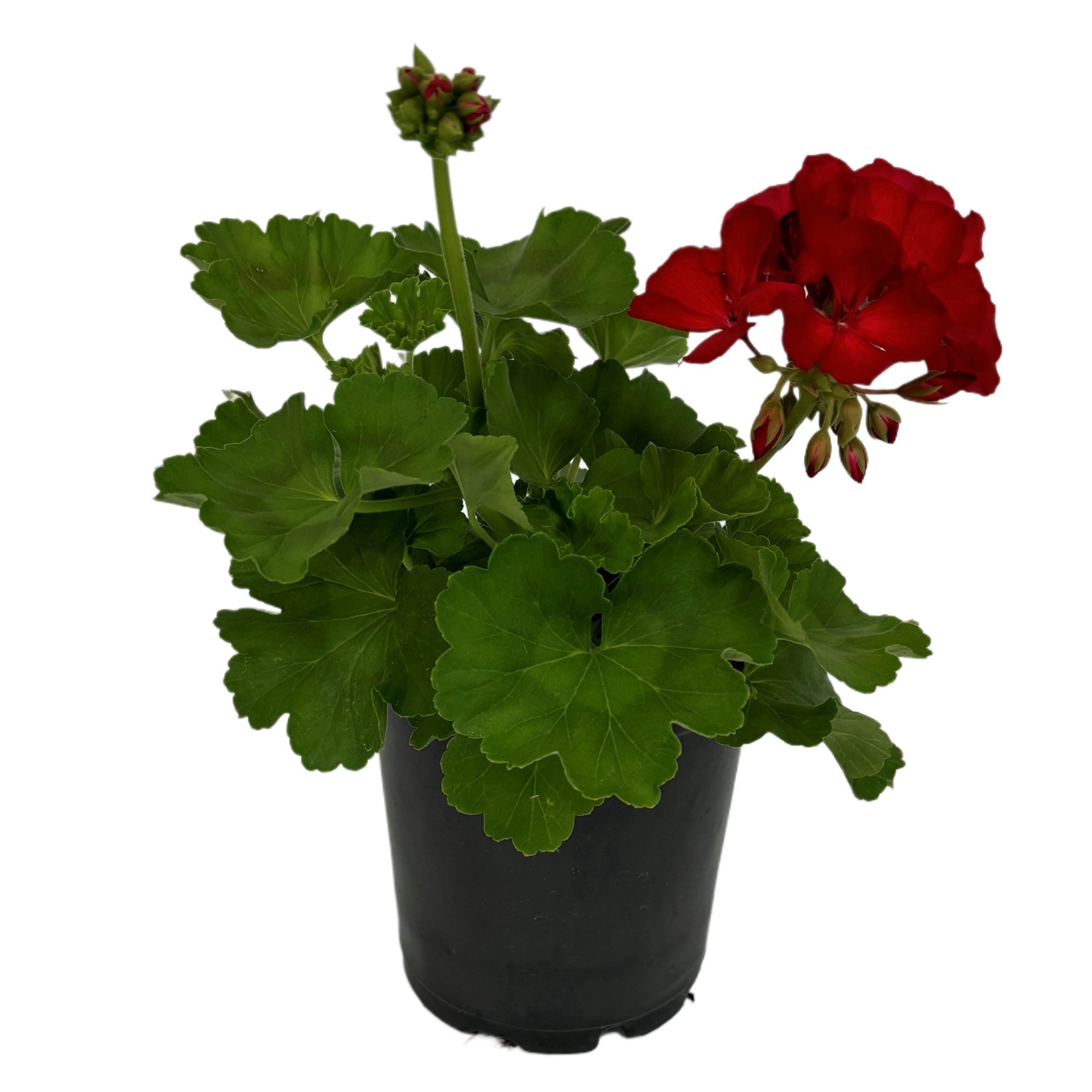 slide 1 of 1, H-E-B Geranium - Red, 1 gal
