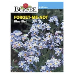 Burpee Forget-Me-Not Blue Bird Seeds
