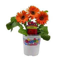 Spring Creek Growers Groovy Flower Power Orange Gerbera Daisy Potted Plant