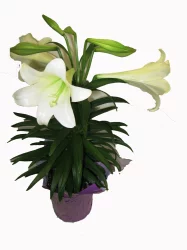 Red Oak Greenhouse Easter Lily