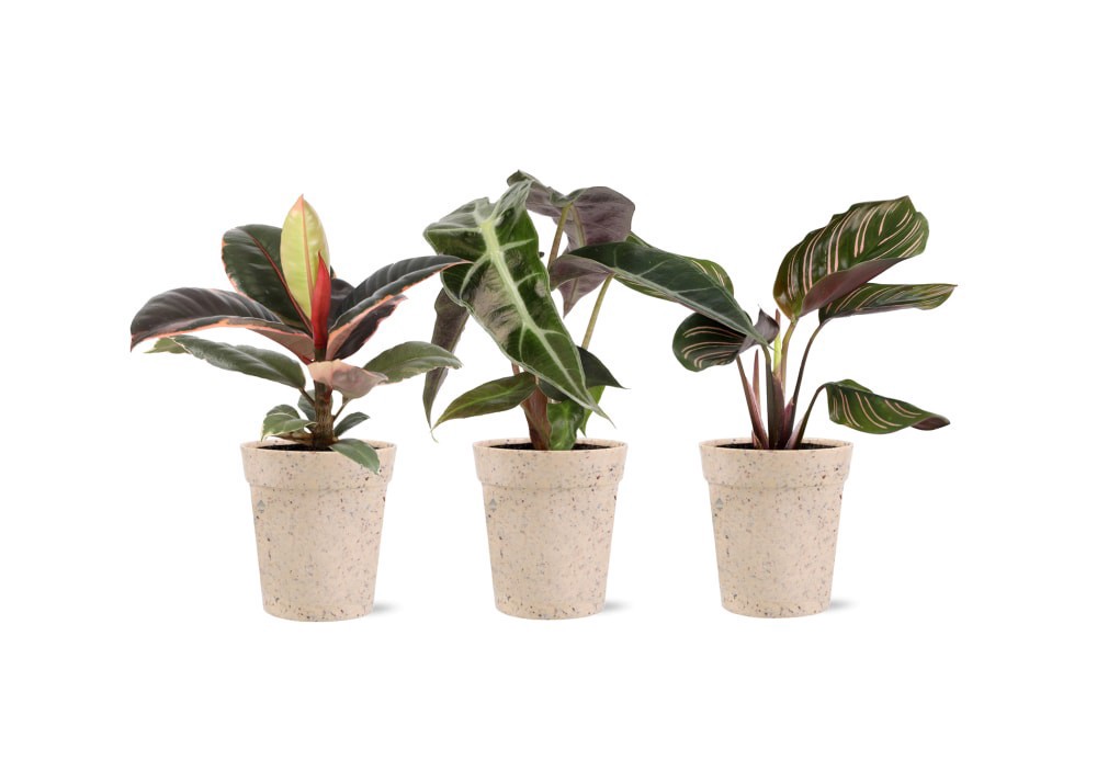 slide 1 of 1, Mini Foliage in Biodegradable Pot, 2.5 in pot