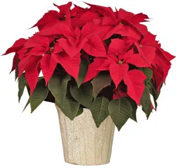 Red Poinsettia in Wrap Potted Plant