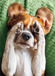 Avanti Card Goodbye Dog Cover Eyes With