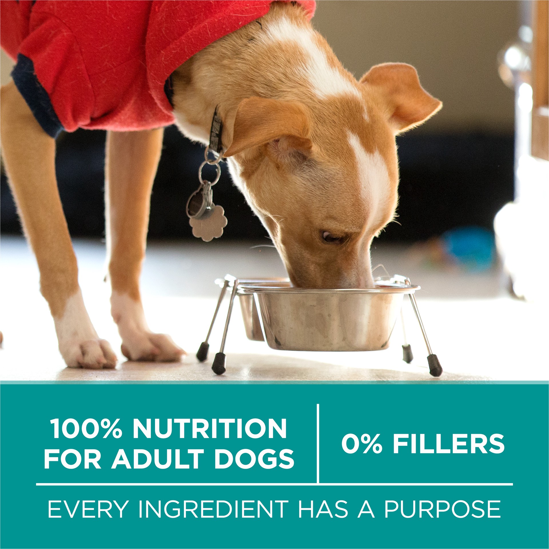 slide 8 of 8, ONE Purina One Plus Digestive Health Formula Dry Dog Food Natural with Added Vitamins, Minerals and Nutrients, 31.1 lb