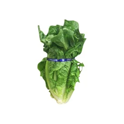 Romaine Lettuce