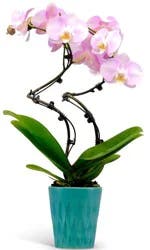 Pirouette Orchid - 5 in pot
