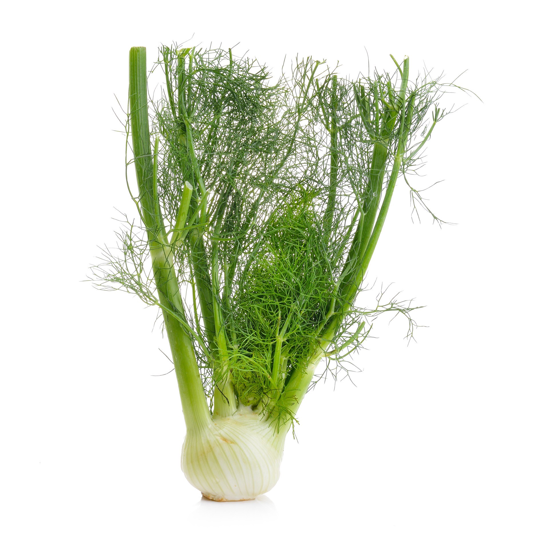slide 1 of 1, Organic Fennel, 1 ct