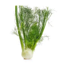 Organic Fennel