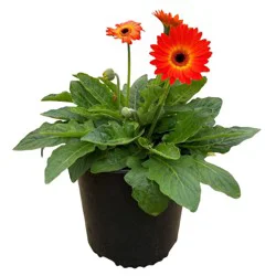 Live Goods Assorted Orange Gerber Daisy