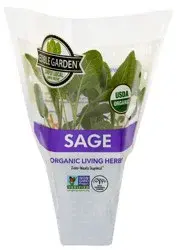 Edible Garden 4" Potted Sage