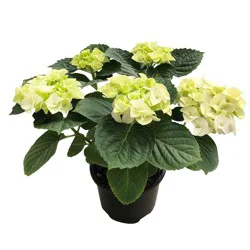 Masson Farms of New Mexico Hydrangea