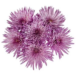 Spider/cremon Mum - 9 STEM