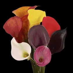 Vlsp Assorted Mini Callas