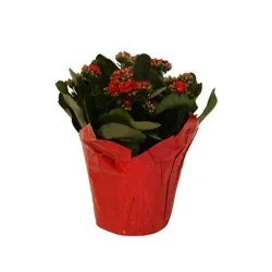 Calandiva, 6" Pot