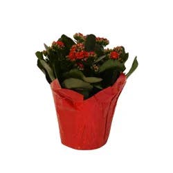 Calandiva, 6" Pot