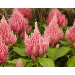 Garden Exclusives Heat Lovers Summer Sizzler Annual. 7.5 In