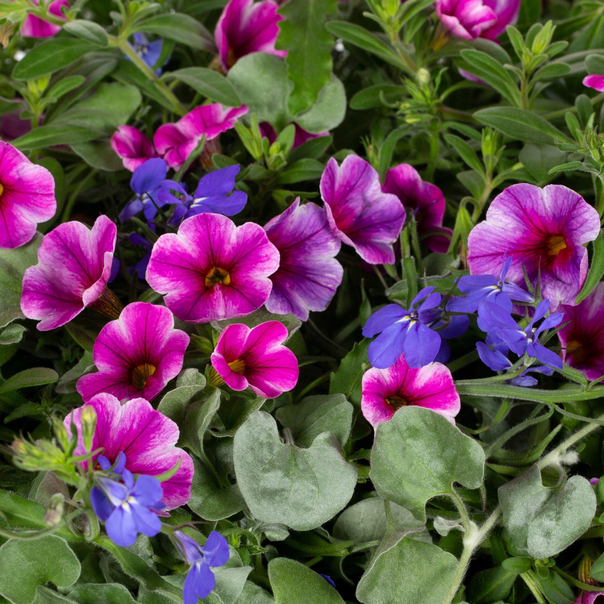 slide 2 of 2, Lowe's Multicolor Mixed Annuals Combinations in 2-Gallons Hanging Basket, 1 ct