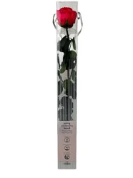 Non-Brand Infinite Rose