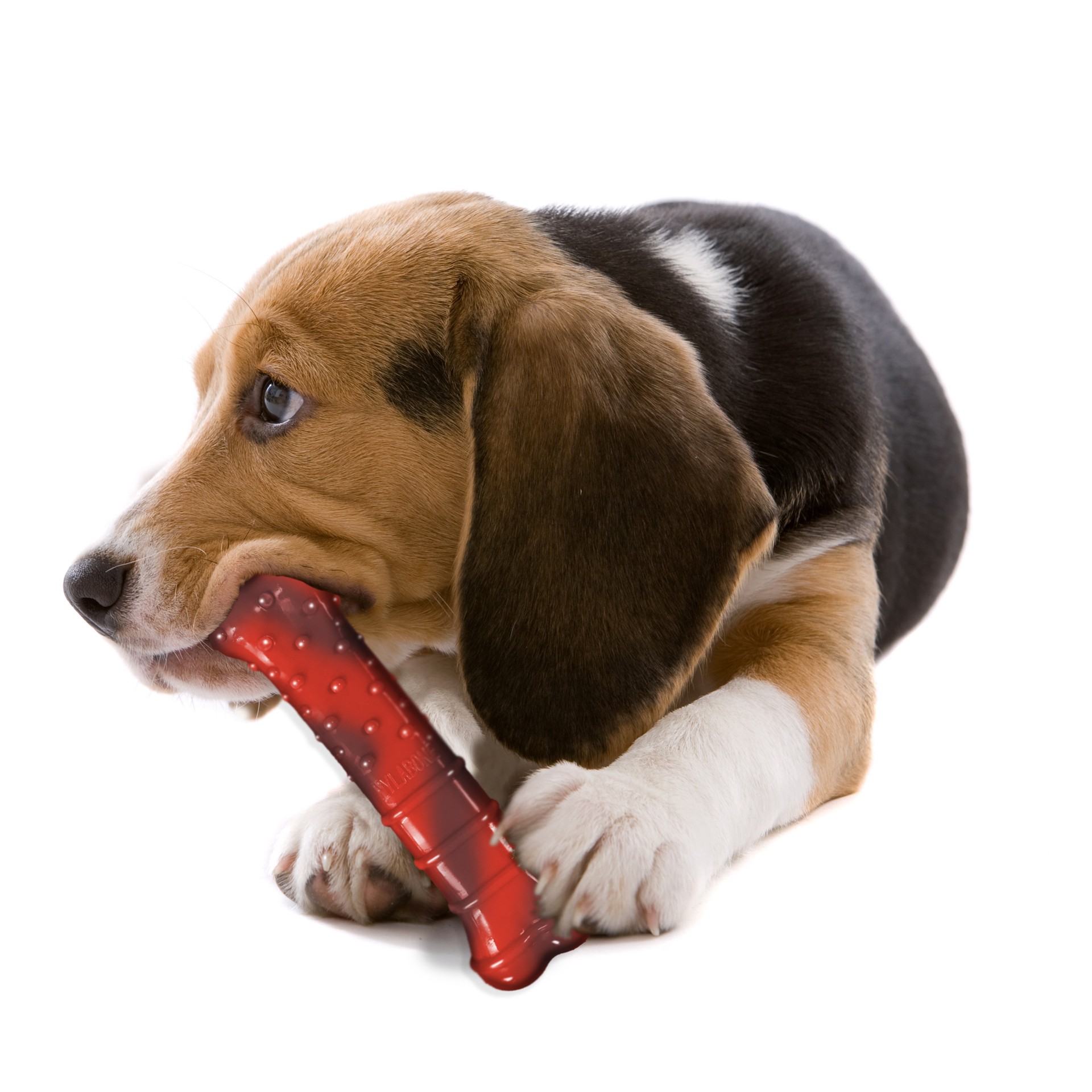 slide 9 of 9, Nylabone DuraChew Power Chew Flavor Frenzy Dog Toy - Beef Jerky Flavor, MED