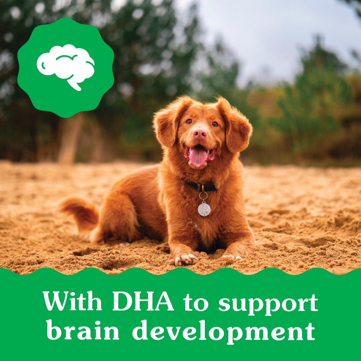 slide 8 of 8, Greenies Dental Treats Regular 6 Months+ Puppy Daily Dog Treats 12 ea, 12 ct