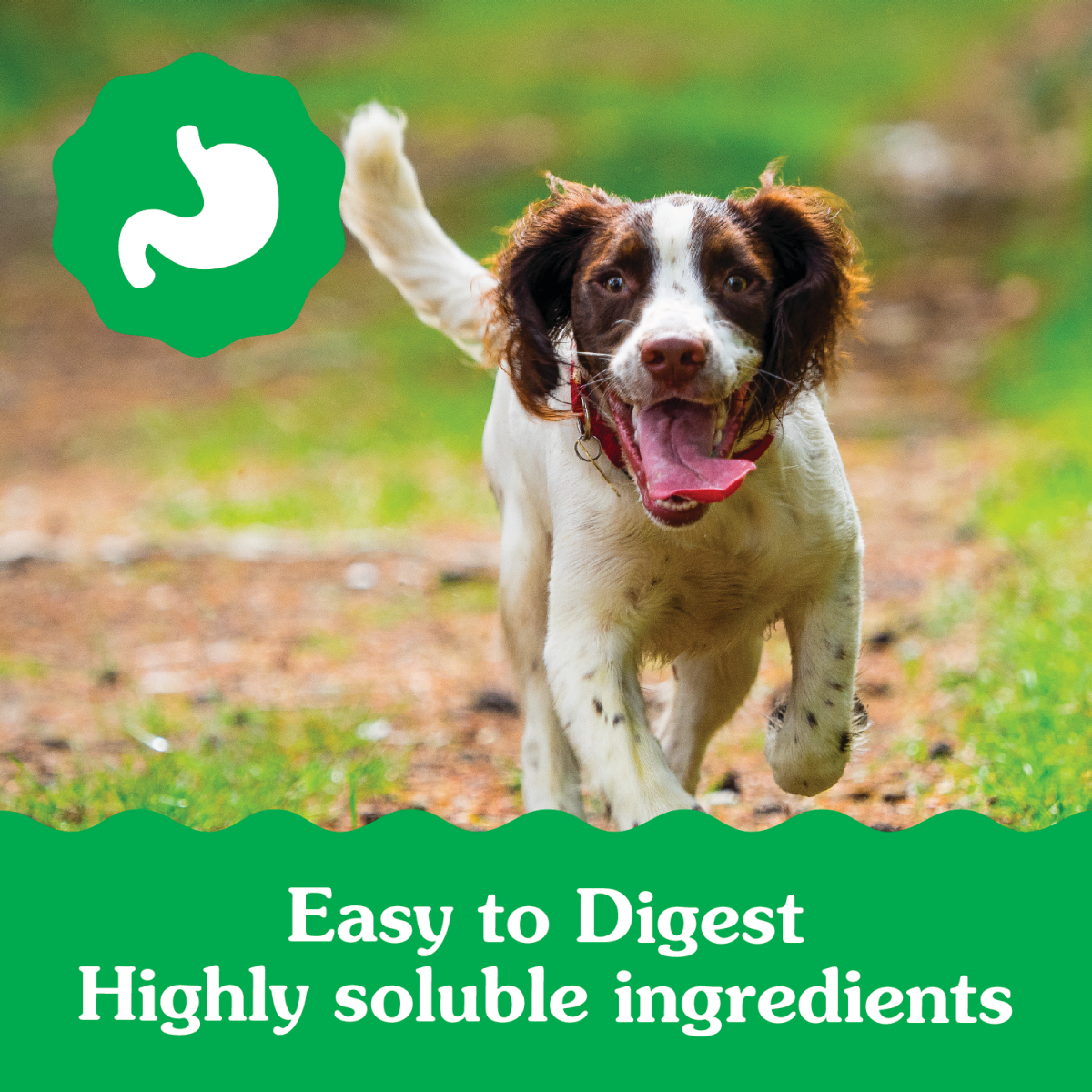 slide 4 of 8, Greenies Dental Treats Regular 6 Months+ Puppy Daily Dog Treats 12 ea, 12 ct