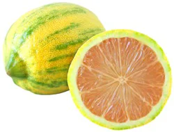 Fresh Pink Variegated Lemon