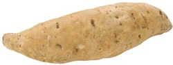 Jersey White Sweet Potato