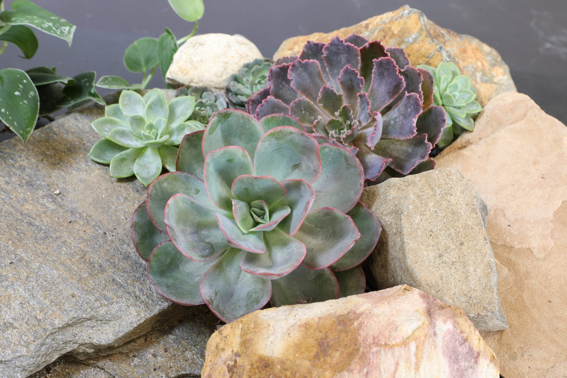 slide 6 of 6, Charlie's Produce 9Cm Succulent, 11 oz