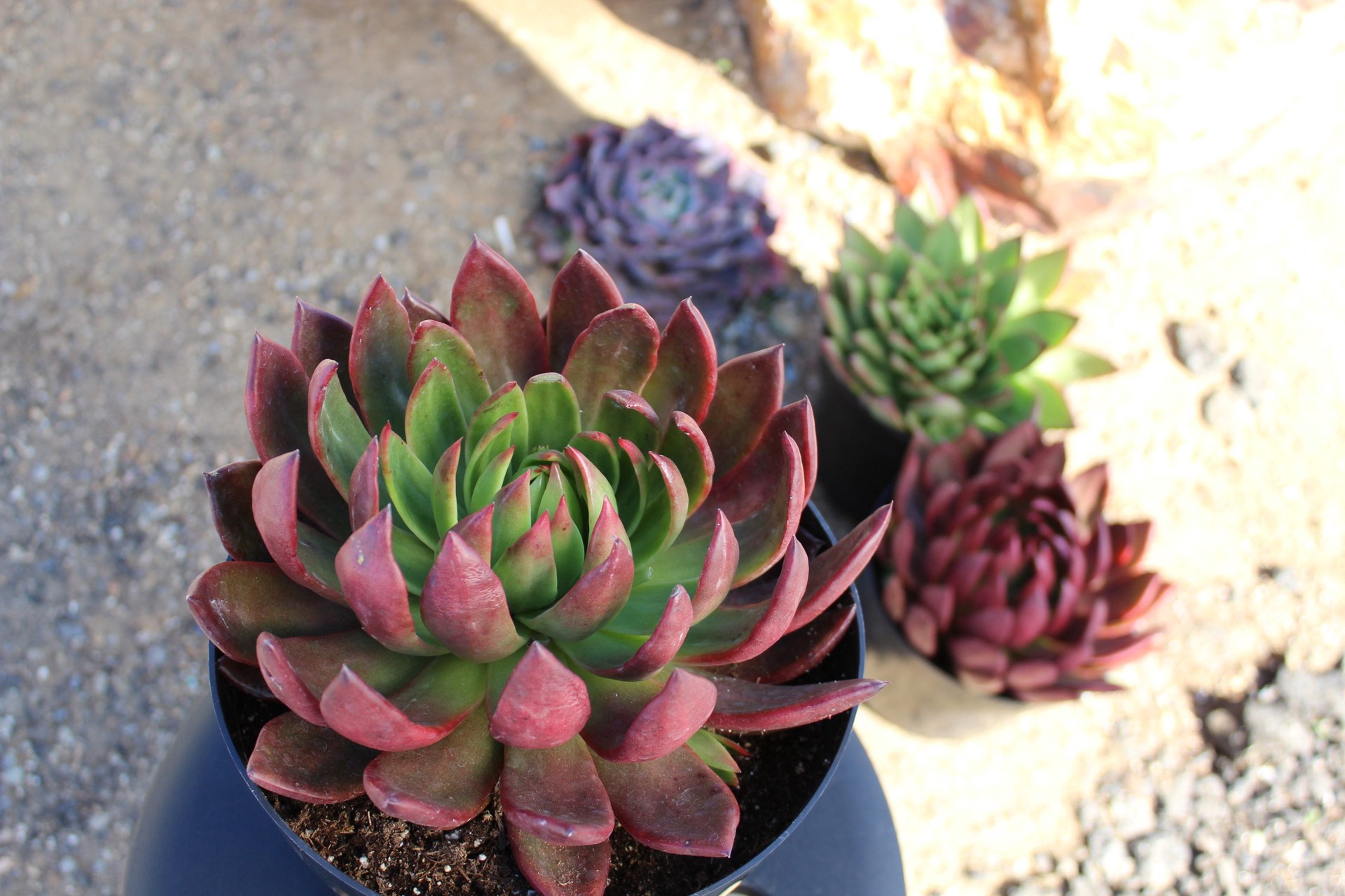 slide 4 of 6, Charlie's Produce 9Cm Succulent, 11 oz