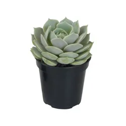 Charlie's Produce 9Cm Succulent
