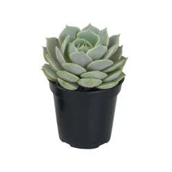 Charlie's Produce 9Cm Succulent
