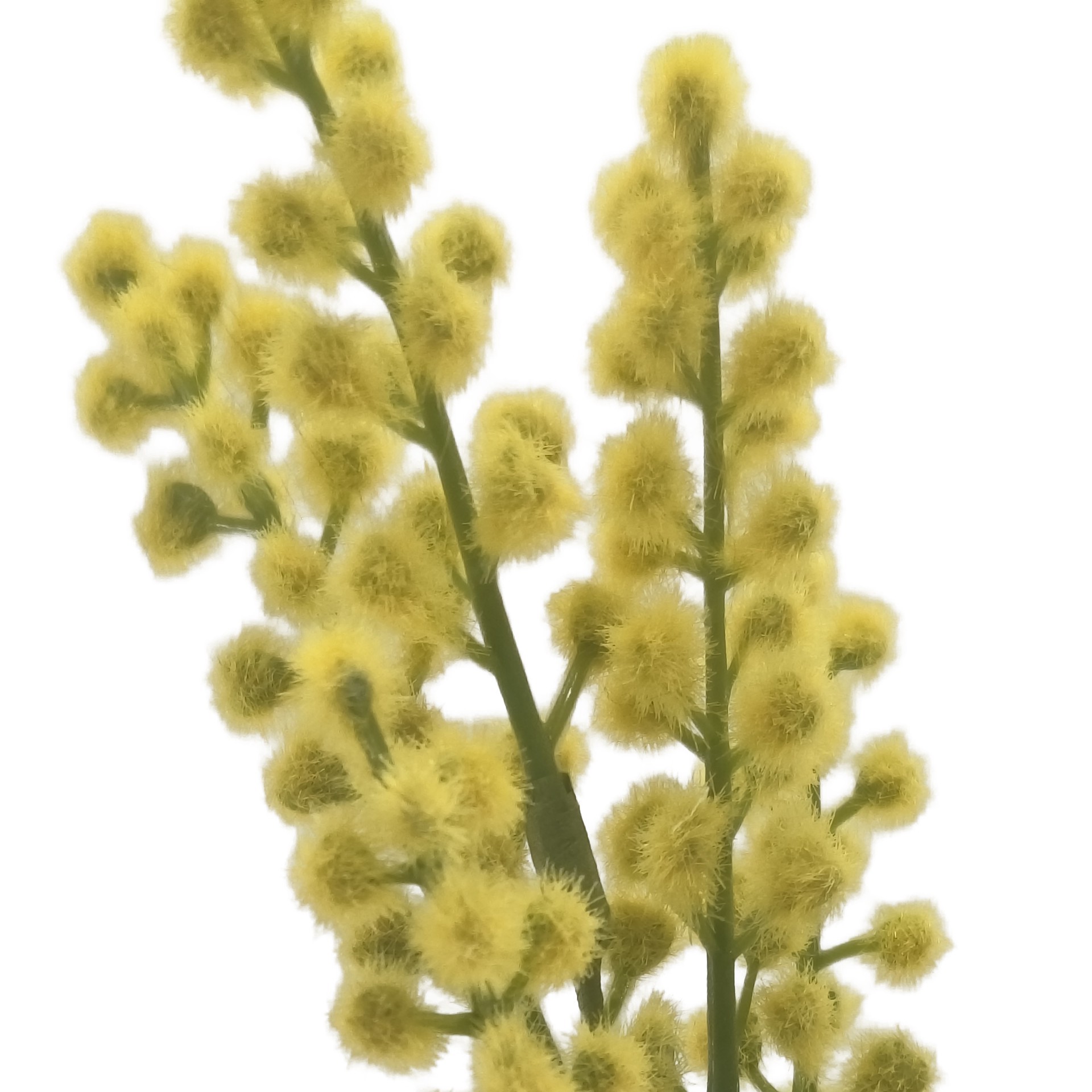 slide 3 of 3, 12" Yellow Mimosa Pick By Ashland, 3 in x 1 in x 12 in