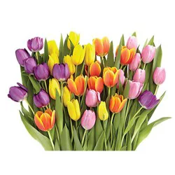 Floral Alstroemeria Bu