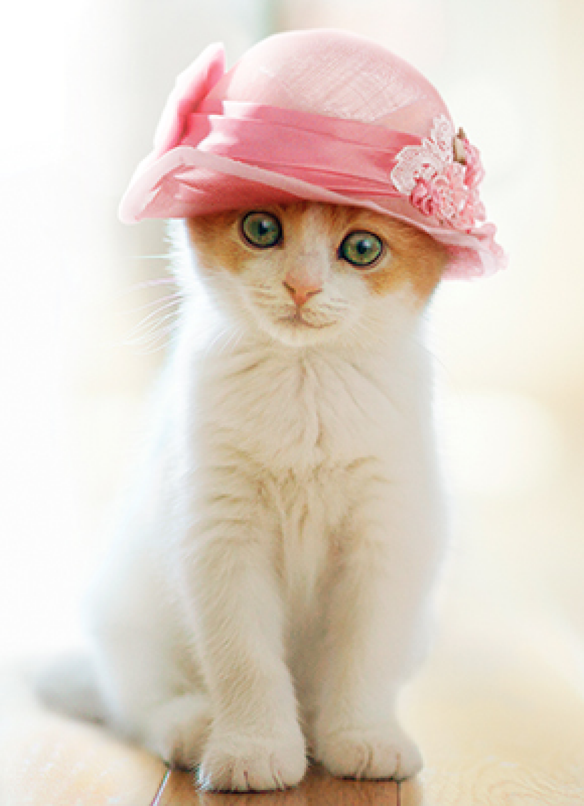 slide 1 of 1, Avanti Card Blank Cat Wears Pillbox Hat, 1 ct