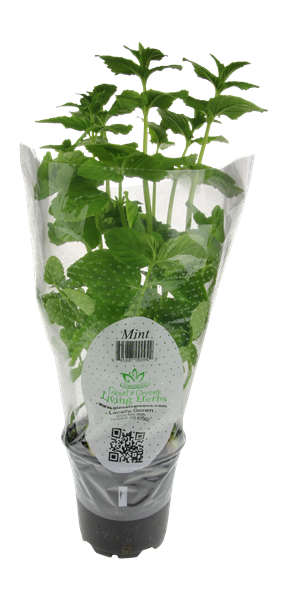 slide 1 of 1, Giesel's Greens Living Herbs Mint, 1 ct