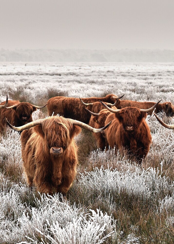 slide 1 of 1, Gathering Of Longhorns Wall Art, 1 ct