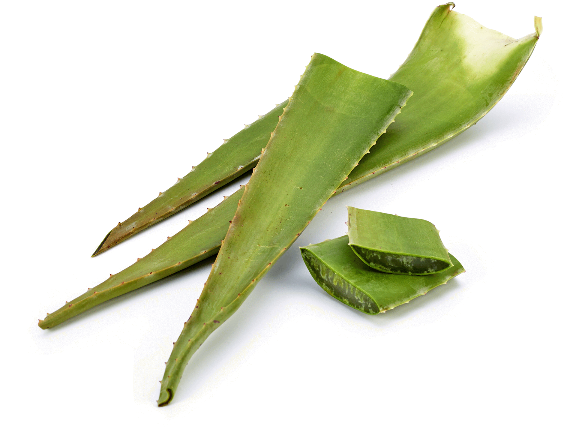 slide 1 of 1, Aloe Vera Leaf, 1 ct