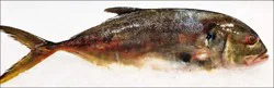 Fish-Whole Yellow Jack Fish