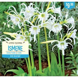 Hymenocallis Festalis