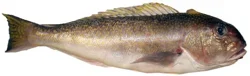 Whole Golden Tile Fish