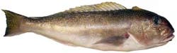 Whole Golden Tile Fish