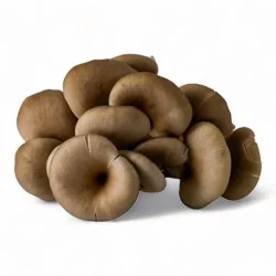 R&r Organic Oyster Mushrooms