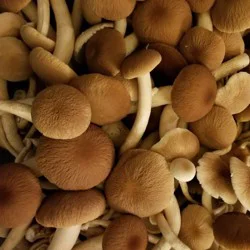 R&r Organic Pioppino Mushroom