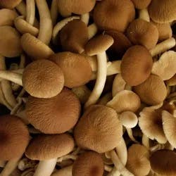 R&r Organic Pioppino Mushroom