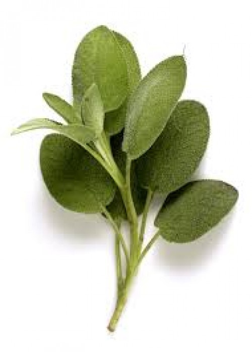 slide 1 of 1, Scissortail Farms Fresh Sage, 0.67 oz