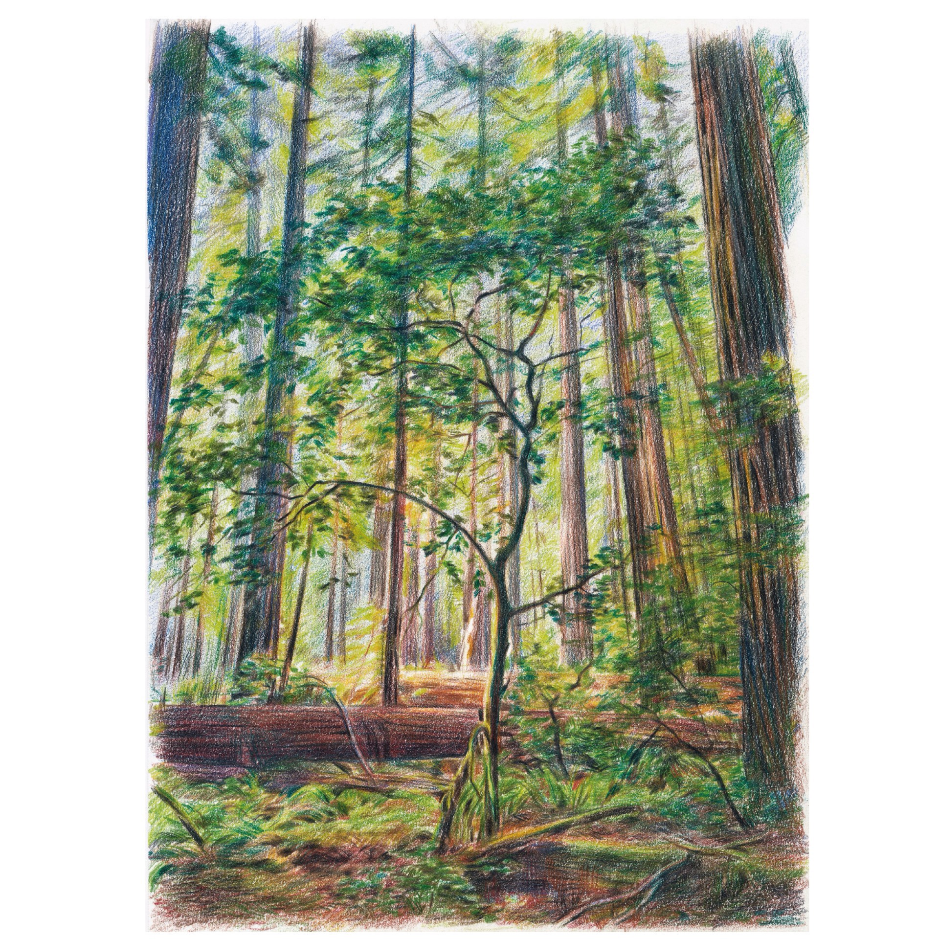 slide 4 of 6, Faber-Castell Goldfaber Landscape Color Pencils, 12 pencils