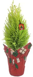 Lemon Cypress 6" - 6 in