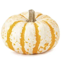 Pumpkins Mini Baby Tiger Striped