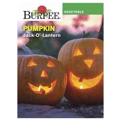 Burpee Jack O' Lantern Pumpkin Seeds