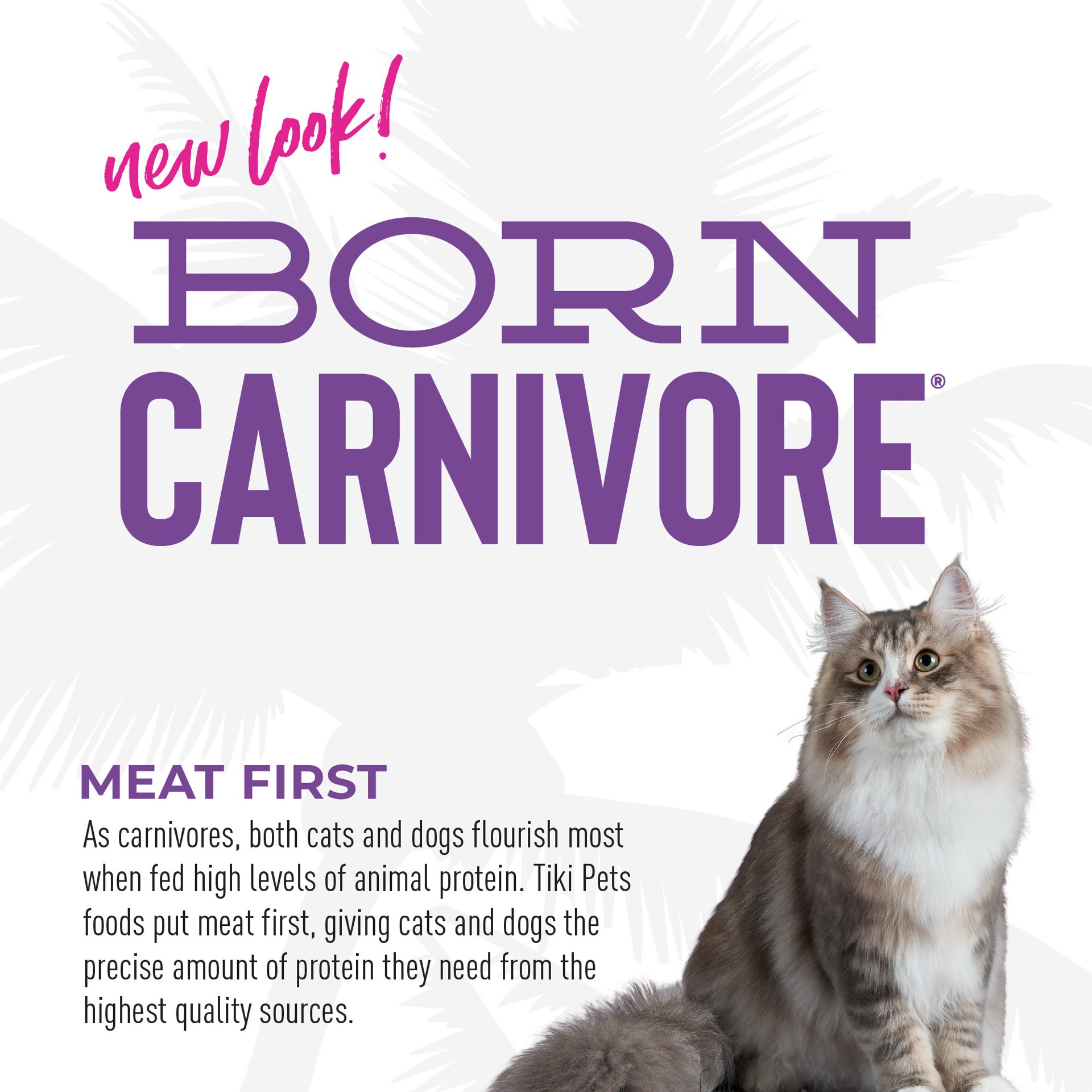 slide 5 of 7, Tiki Cat Born Carnivore High Protein Dry Cat Food, Chicken, Herring & Salmon Meal, 5.6 lbs. Bag, 5.60 lb